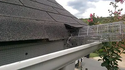 Attic-Wildlife-Proofing