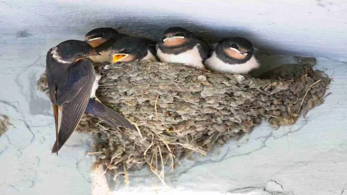 bird removal