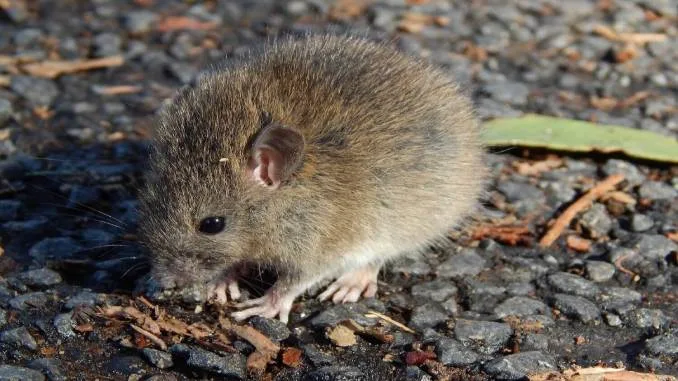 rodents removal