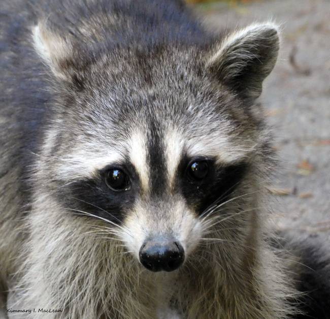 raccoon control toronto