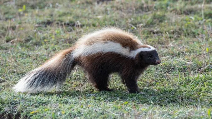 SKUNK