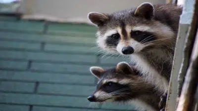 Wildlife prevention