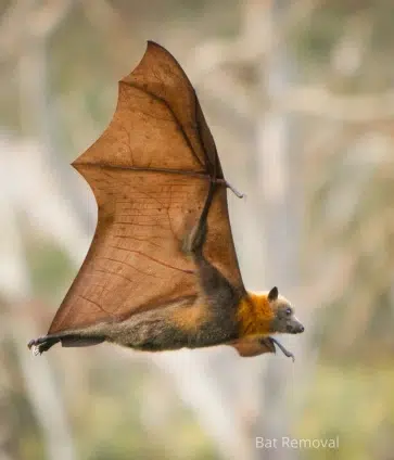 bat removal