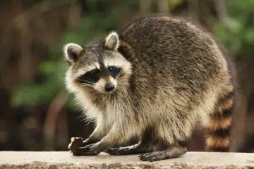 Raccoon icon