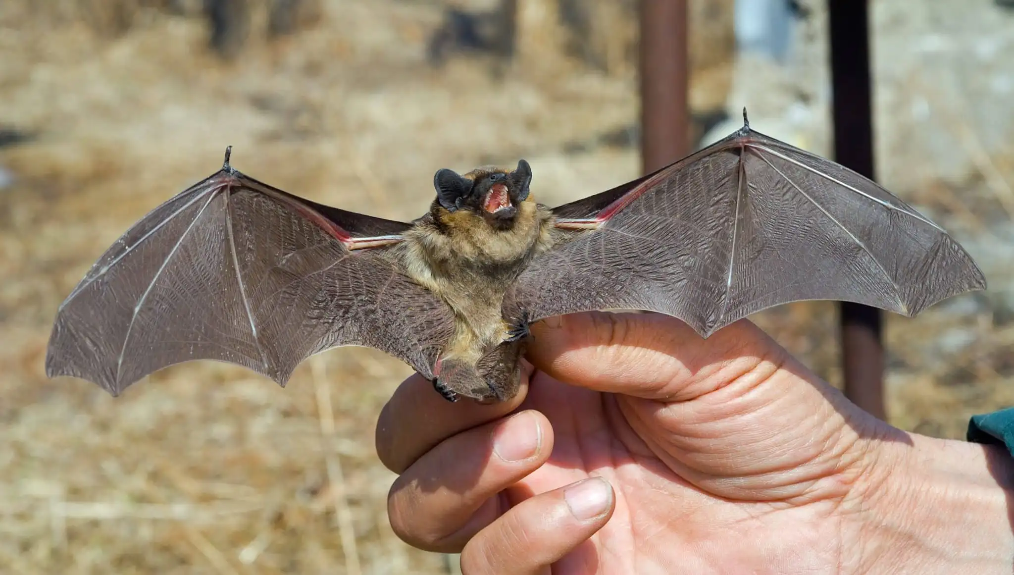 Bat Removal Technician