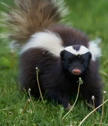 Skunk in a residential yard during a wildlife control inspection