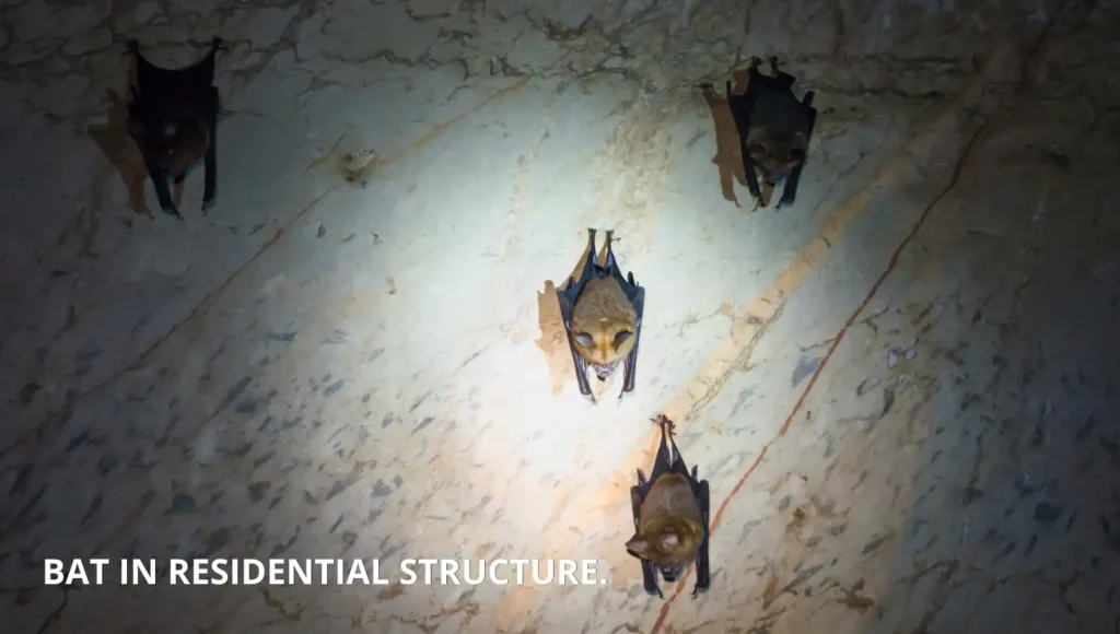 bat in residential structure
