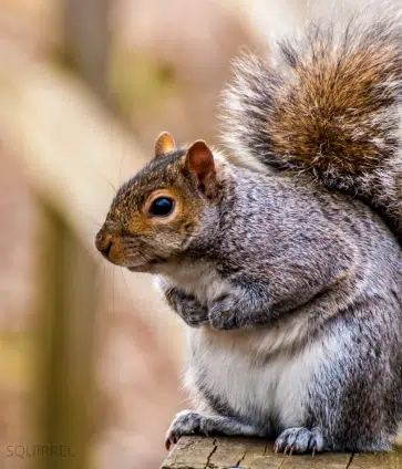 squirrel