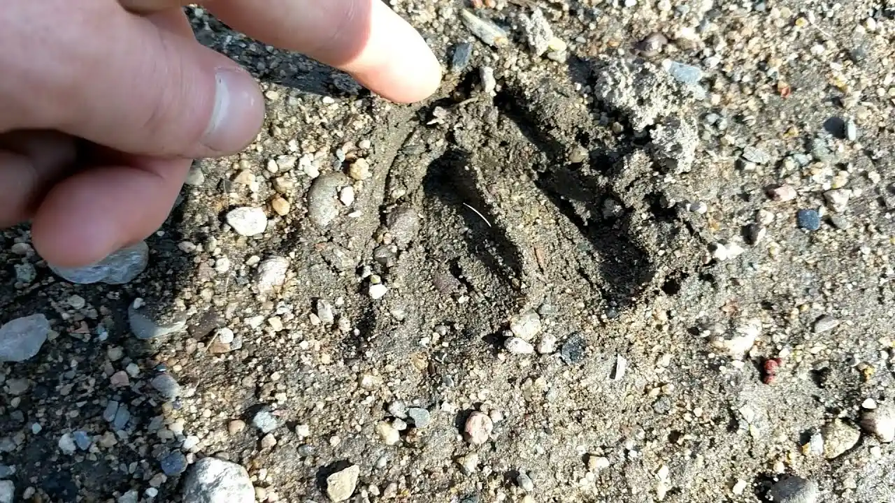 animal track in the dirt