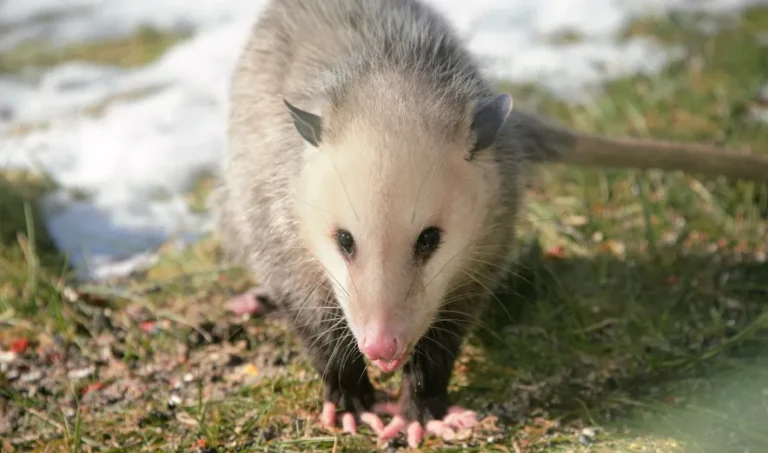 commercial opossum removal