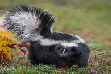 Skunk in a residential backyard near wetland habitat