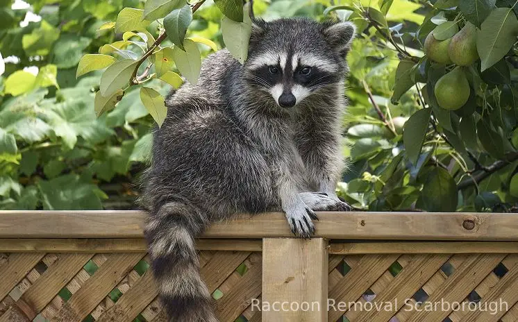 Raccoon-Removal-Scarborough-1