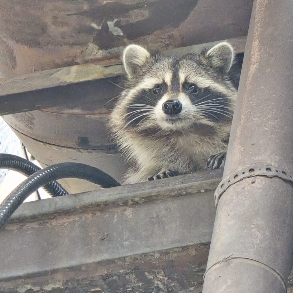 Raccoon-entry-point-on-Brimorton-Drive-home