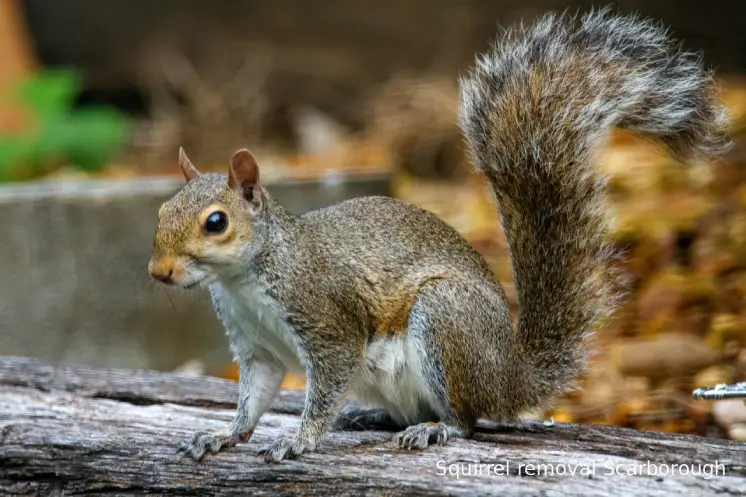 Squirrel-Removal-Scarborough