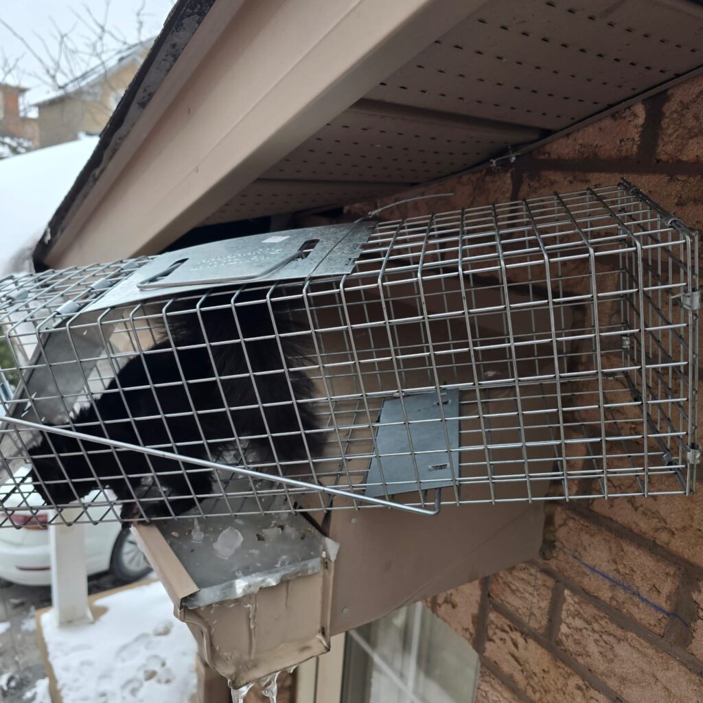 Squirrel-Safely-Captured-in-Humane-Trap