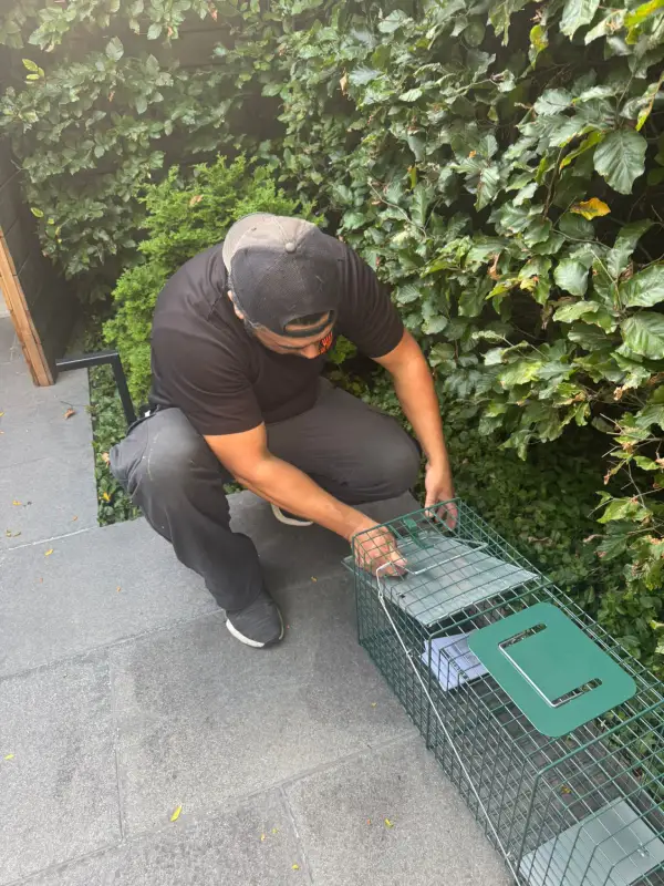 Toronto-Skunk-Removal-Services