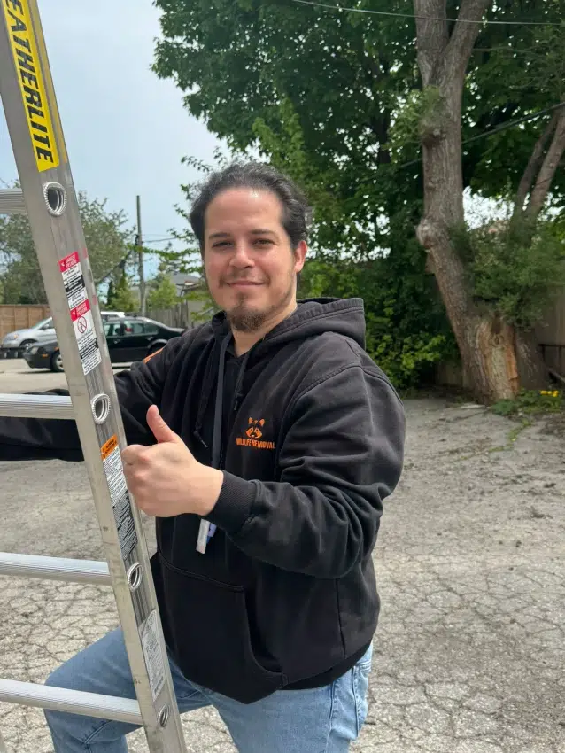 Wildlife Removal in North York