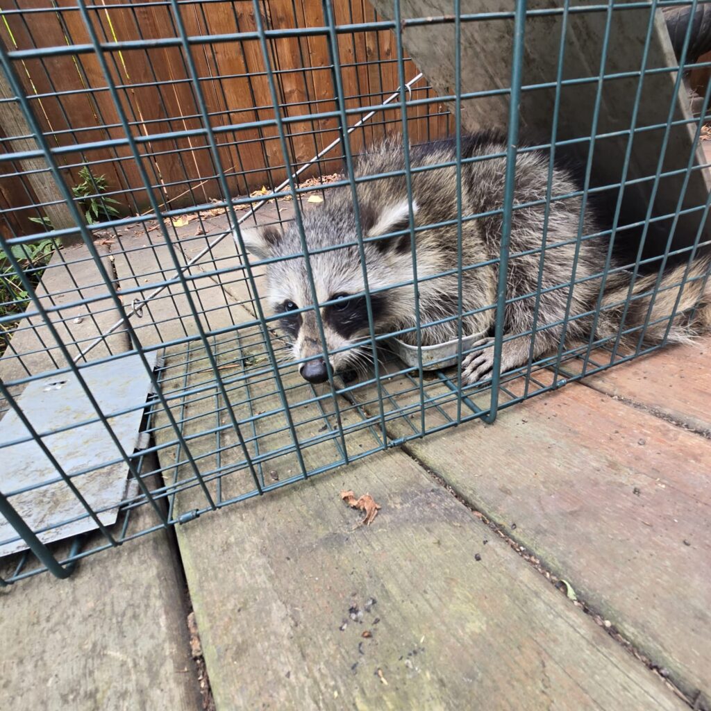 raccoon removal mississauga