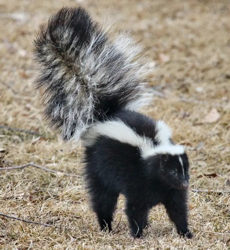 skunk-removal-toronto