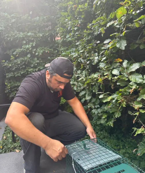 wildlife removal Scarborough
