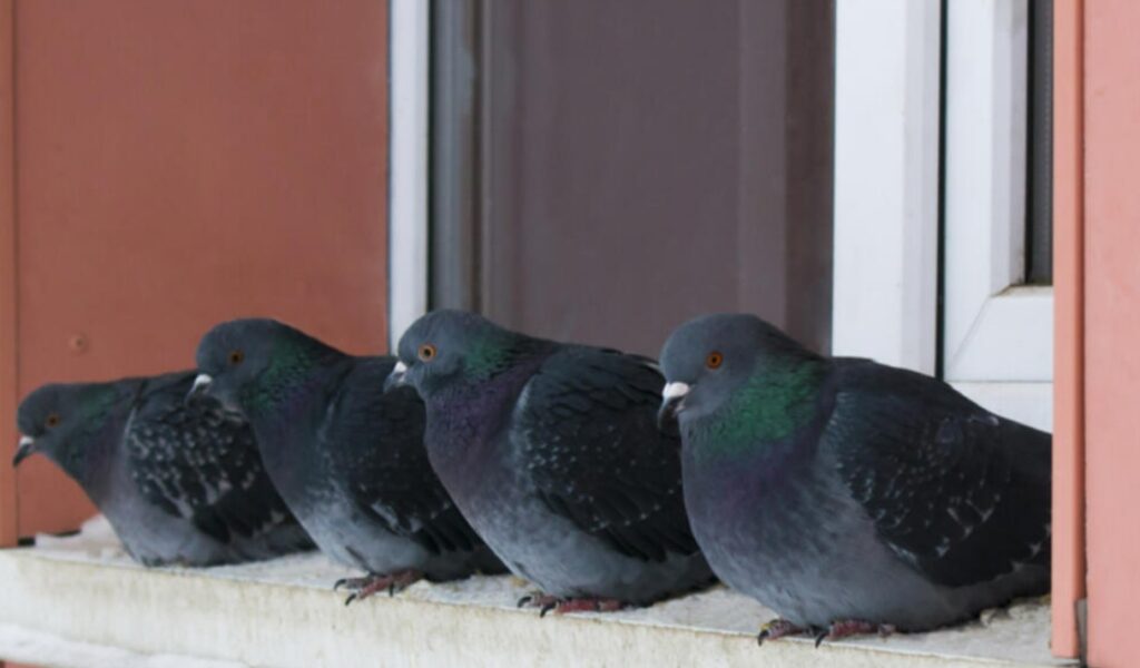 pigeons perched on the roof of a house