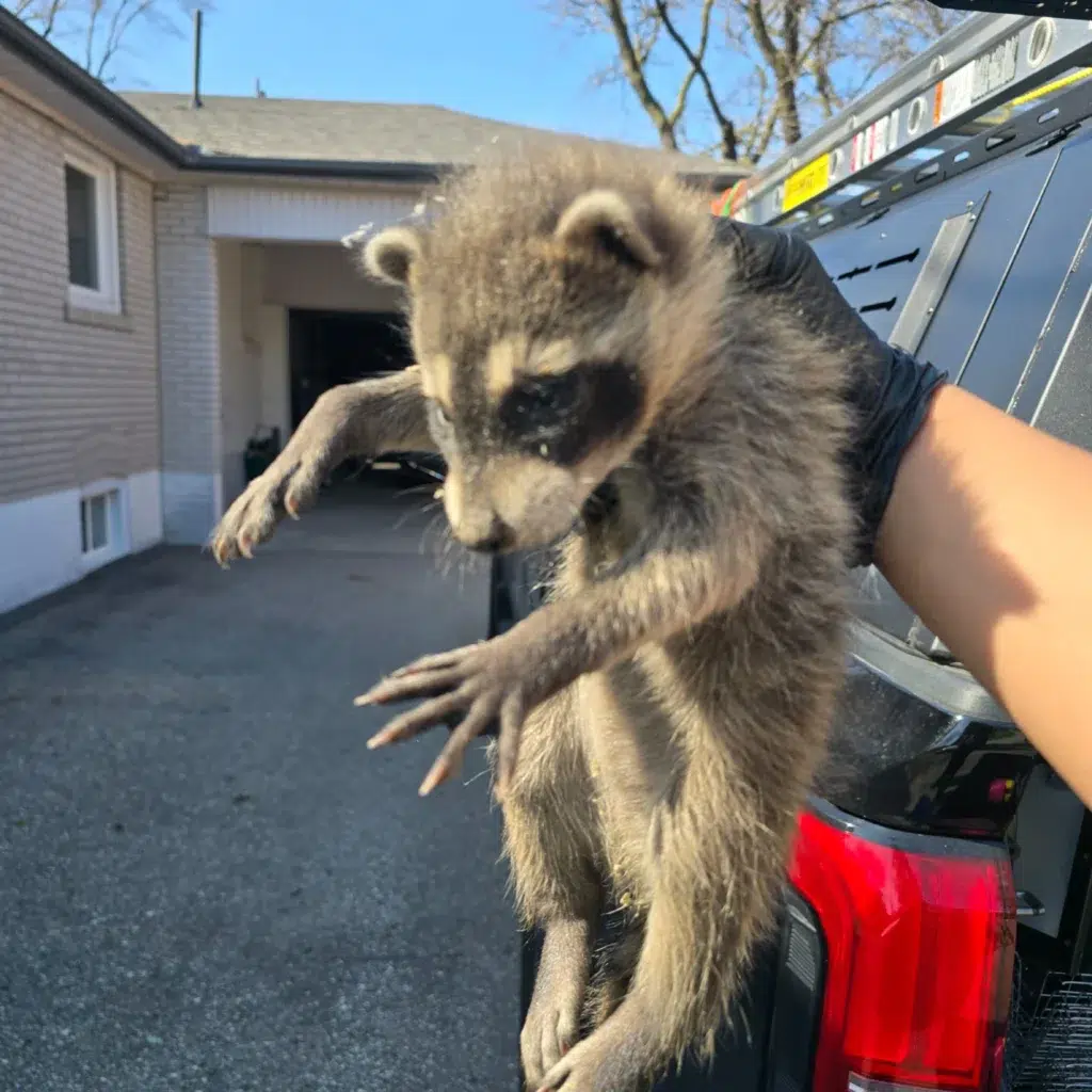 raccoon removal brampton