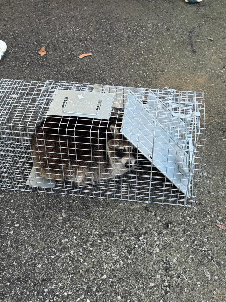 Raccoon safely contained in a humane wildlife trap