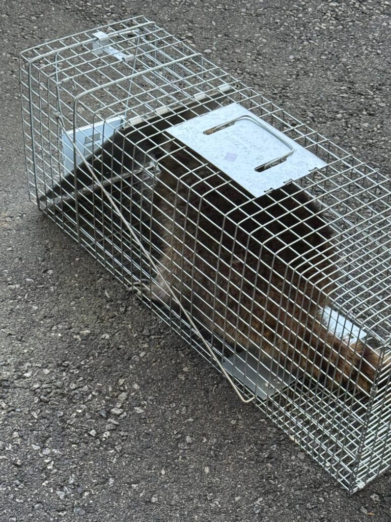 Raccoon secured in a carrier for humane relocation