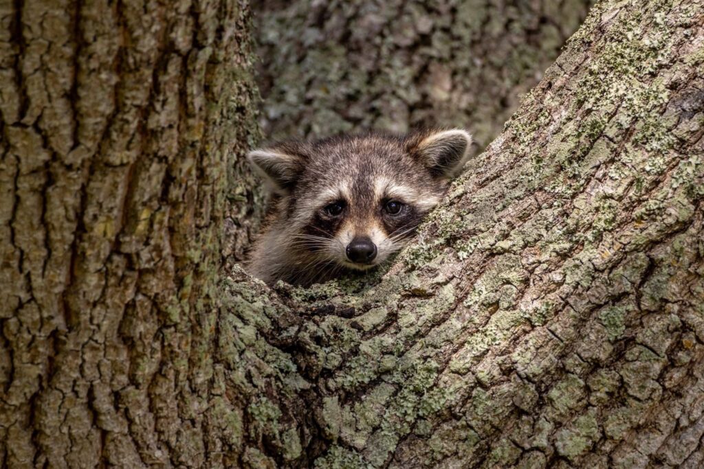 Raccoon spotted in a Mississauga backyard during inspection