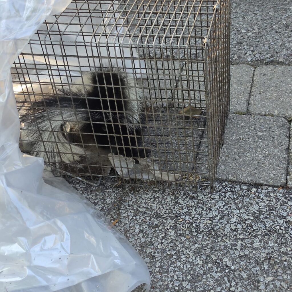 Skunk safely captured in a humane trap during a Brampton wildlife removal service